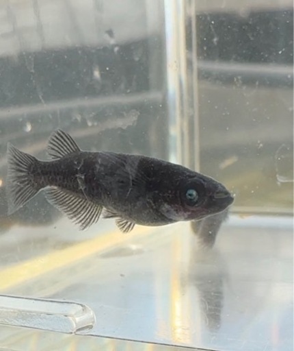 【シシめだか】　墨咲点睛　1ペア