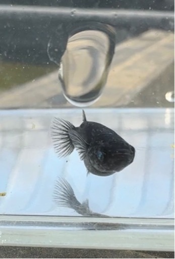 【シシめだか】　墨咲点睛　1ペア