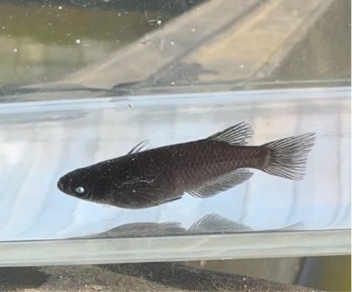 【シシめだか】　墨咲点睛　1ペア