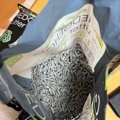 ハリネズミ　リターの画像