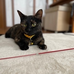里親募集　推定1歳　メス猫　元気なサビちゃん