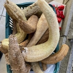 ヘチマタワシ