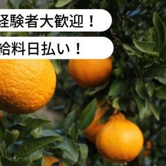 【日払い】愛媛県松山市久谷町でデコポンの収穫のお仕事！【単発/短期求人】の画像
