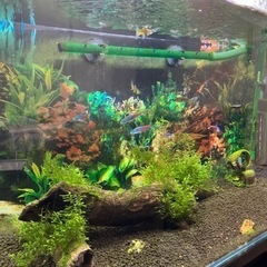 決まりました！ 熱帯魚、水槽、外部フィルタ、LED諸々セットの画像