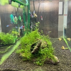 決まりました！ 熱帯魚、水槽、外部フィルタ、LED諸々セットの画像