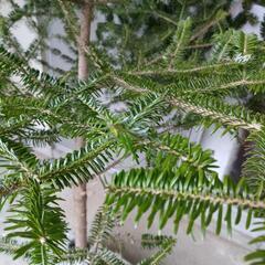 モミの木【生木】リアルクリスマスツリーの画像