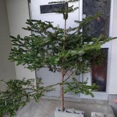 モミの木【生木】リアルクリスマスツリーの画像
