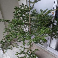 モミの木【生木】リアルクリスマスツリーの画像