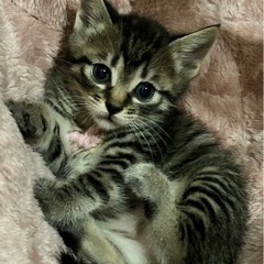 問い合わせ多数のため締切中です。　キジトラ　女の子　 − 滋賀県
