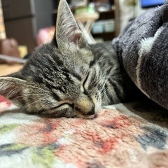 問い合わせ多数のため締切中です。　キジトラ　女の子　 - 猫