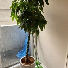 パキラ