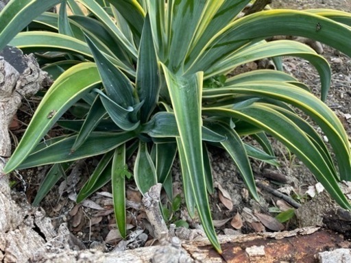 アガベー　状態良し♡ 子株付き