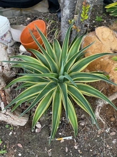 アガベー　状態良し♡ 子株付き