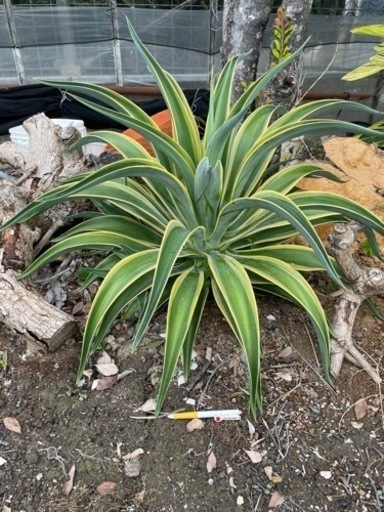 アガベー　状態良し♡ 子株付き
