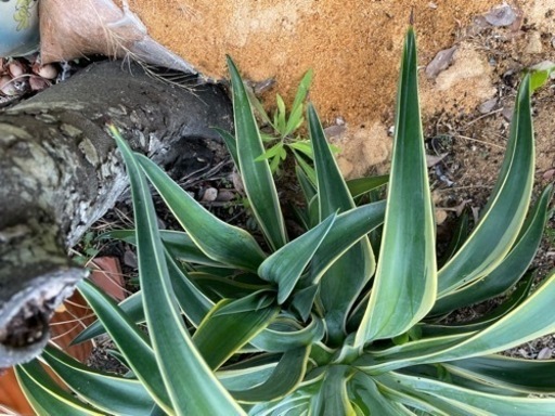 アガベー　状態良し♡ 子株付き