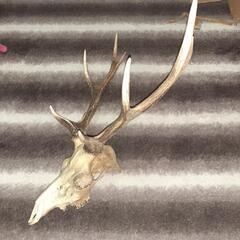 鹿の角🦌激安‼️最終値下げ‼️の画像