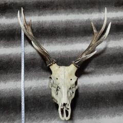 鹿の角🦌激安‼️最終値下げ‼️の画像