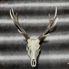 鹿の角🦌激安‼️最終値下げ‼️