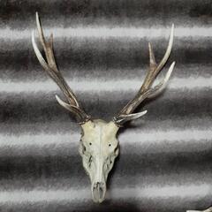 鹿の角🦌激安‼️最終値下げ‼️の画像