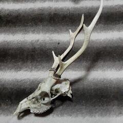 鹿の角🦌🦌最終値下げ‼️の画像
