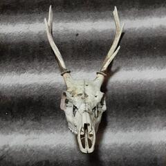 鹿の角🦌🦌最終値下げ‼️