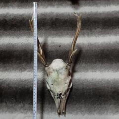 鹿の角🦌🦌🦌最終値下げの画像