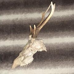 鹿の角🦌🦌🦌最終値下げの画像