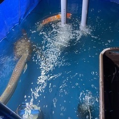 熱帯魚　大型魚　アクアリウム