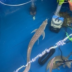 熱帯魚　大型魚　アクアリウムの画像