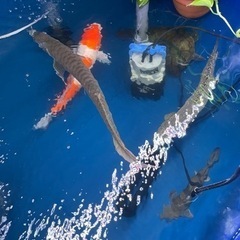 熱帯魚　大型魚　アクアリウムの画像
