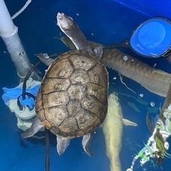 熱帯魚　大型魚　アクアリウムの画像