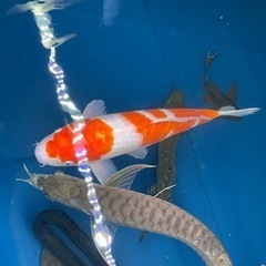 熱帯魚　大型魚　アクアリウムの画像