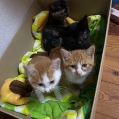 可愛い子猫四兄妹を，どうか家族にしてください。