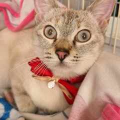 in瀬戸市☆全部で子猫が40匹～2会場で子猫祭り！☆2023年1...