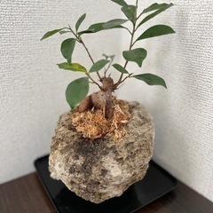 水苔ガジュマル　観葉植物　