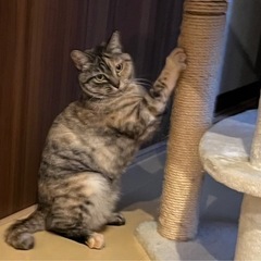 猫よりも人が好きな子です