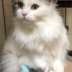 足長マンチカンの親子（代理投稿になります）