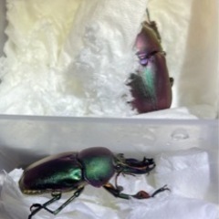 パプアキンイロクワガタ♂♀成虫セット