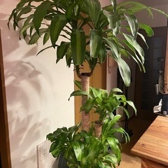 観葉植物 ドラセナ