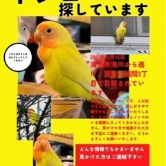 インコ探しています