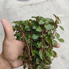 【水槽関連】ルドウィジアMIXの画像
