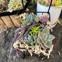 多肉植物　寄せ植え　ピンクブライト