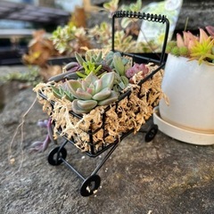 多肉植物　寄せ植え　ピンクブライトの画像