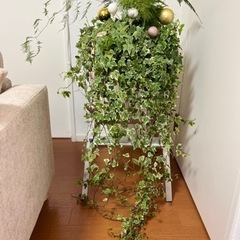 アイビーとアスパラの鉢植え(素焼き鉢)