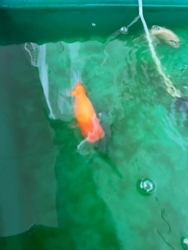 【希少】観賞用らんちゅう3匹＋金魚1匹 楽天市場】ランチュウ 弥富産加藤氏 4～6センチ 3匹 セット 送料無料 
