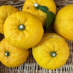 無消毒　冬至　柚子湯、柚蜜作りに