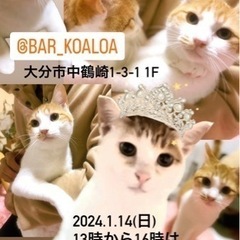 🌸🌺猫の譲渡会をします🌺🌸