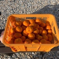 大玉みかん10kg