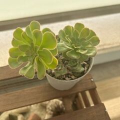 アエオニウムまだら黒法師＆クラッスラ星の王子　多肉植物
