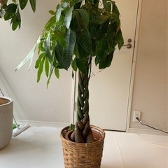 パキラ